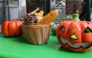 cresa gradinita cismigiu sector1 bucuresti 8